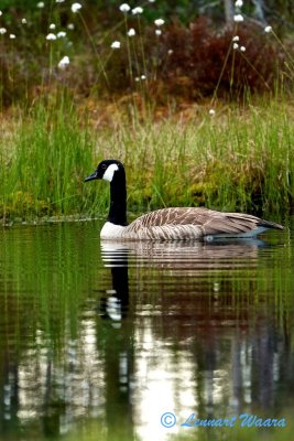 Canada Goose/Kanadags