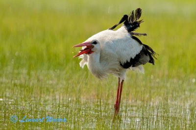 White Stork/Vit stork/swallowing a small frog