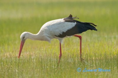 White Stork/Vit stork