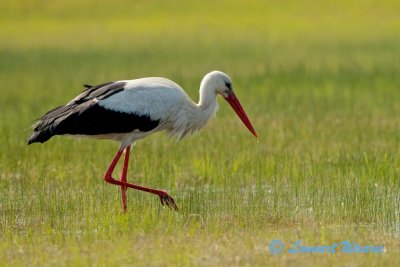 Vit stork / White Stork