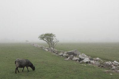 The Schferi-fields in mist.