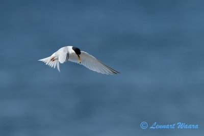 Little Tern/Smtrna