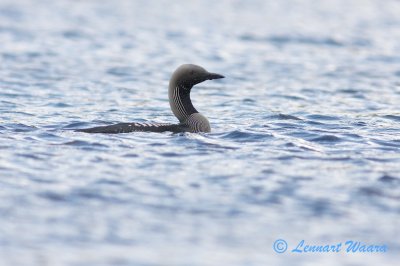 Black-throated Loon/Storlom