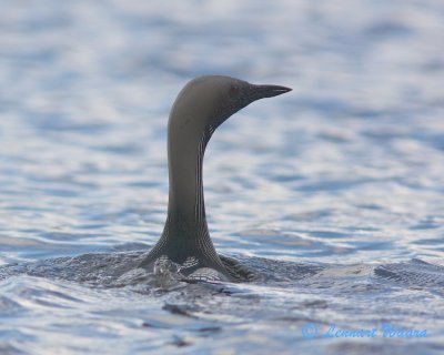 Black-throated Loon/Storlom