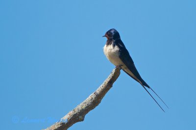 Barn Swallow/Ladusvala