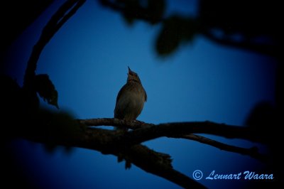 River Warbler/Flodsngare/ a very early morning.
