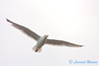 Herring Gull/Grtrut