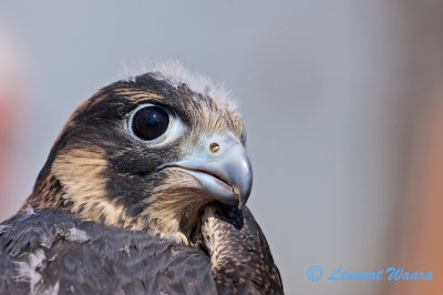 Peregrine falcon/Pilgrimsfalk/female 35 days old.