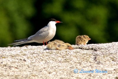 Common Tern/Fisktrna
