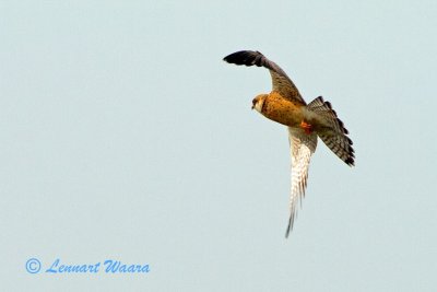 Aftonfalk / Red-footed Falcon