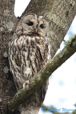 Tawny Owl/Kattuggla