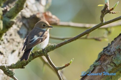 European Pied Flycatcher-Svartvit flugsnappare - female.