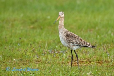 Black-tailed Godwit/Rdspov