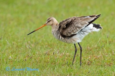 Black-tailed Godwit/Rdspov