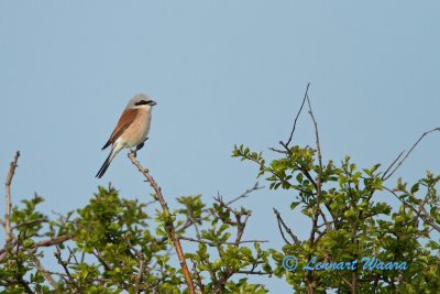 Red-backed Shrike/Trnskata