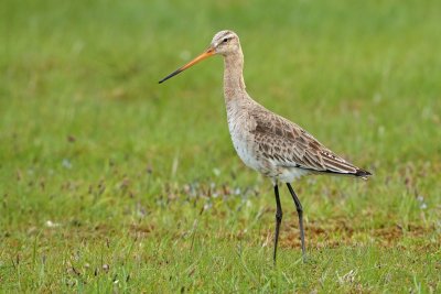 Black-tailed Godwit/Rdspov