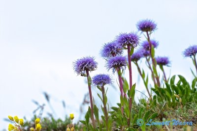 Bergskrabba/Globularia vulgaris