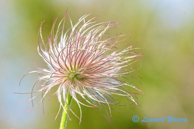 Fältsippa överblommad / Pulsatilla pratens withering