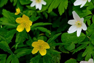 Gulsippa och vitsippa / Yellow Anemone & Wood anemone / Anemonoides ranunculoides & A. nemorosa