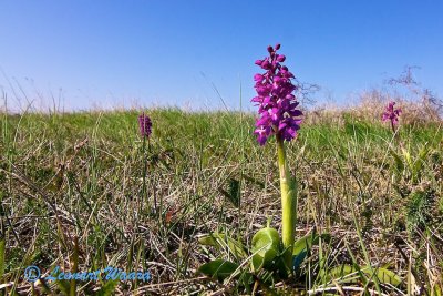 Göknycklar / Green-winged Orchid / Orchis morio
