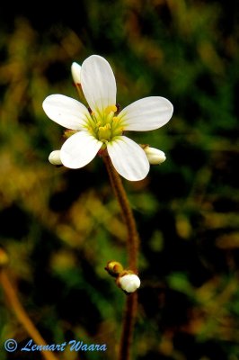 Mandelblomma / Meadow Saxifrage / Saxifraga granulata