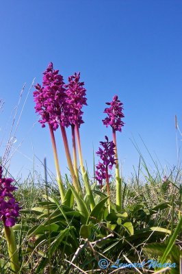 Sankt Pers Nycklar / Early-purple Orchid / Orchis mascula 