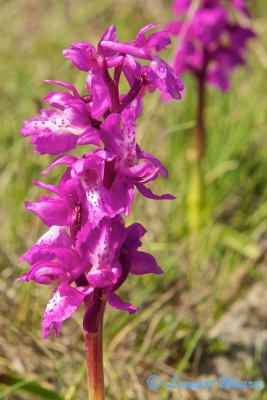 Sankt Pers Nycklar / Early-purple Orchid / Orchis mascula 