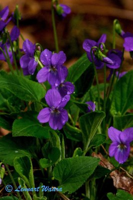 ngsviol / Heath Dog-violet / Viola canina.
