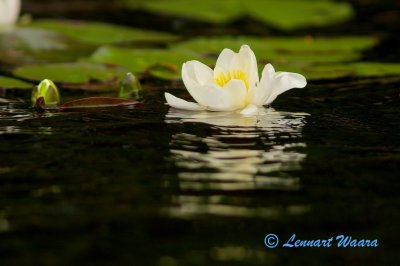 Vit nckros / White Water-lily / Nymphaea alba.