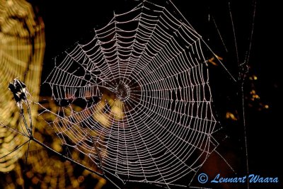 Spider web in hazy morning light.