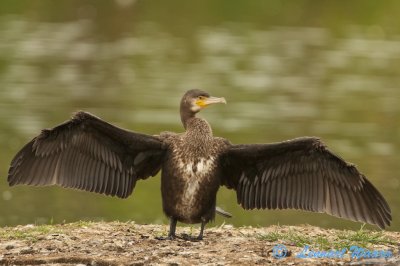 Great Cormorant/Storskarv