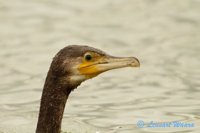 Great Cormorant/Storskarv