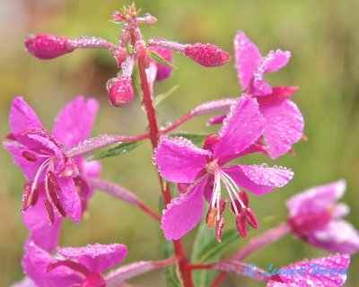Tjärblomster / Sticky Catchfly / Lychnis viscaria