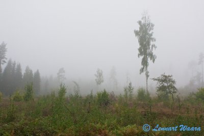 A hazy day in the woods