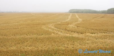 Autumn haze over a harvested field