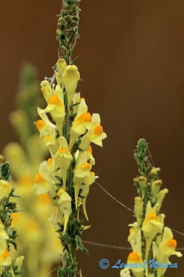 Gulsporre / Common Toadflax / Linara vulgaris