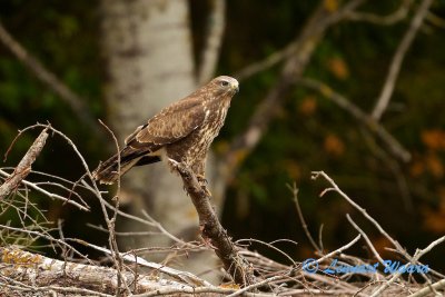 Common Buzzard/Ormvrk/ looking for field-mouse.