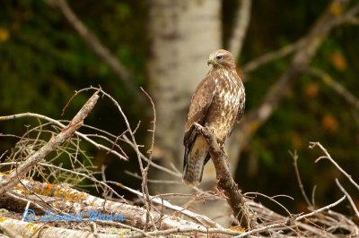 Common Buzzard/Ormvrk/ looking for field-mouse.