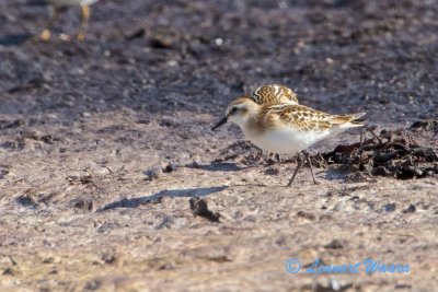 Little Stint/Smsnppa