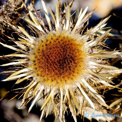 A withered thistle reveals the art of nature in forms and colors!