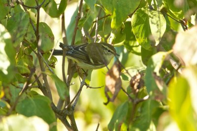 Yellow-browed Warbler/Taigasngare