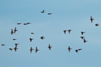 Migrating common linnet/Hmpling