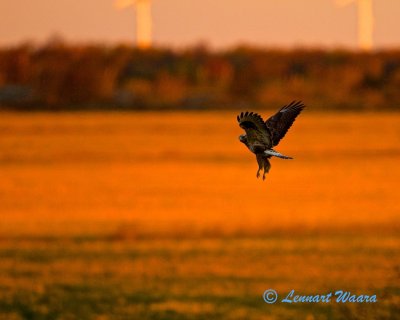 A rough-legged buzzard looking for prey in the first morning light.