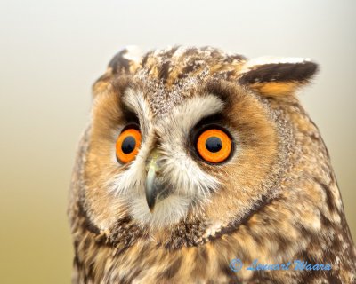 Long-eared Owl/Hornuggla