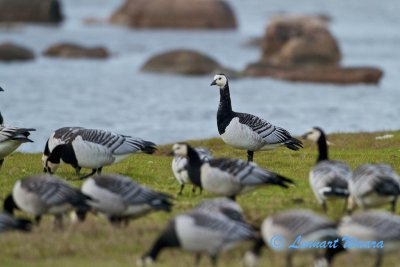 Barnacle Goose/Vitkindad gs/on guard!
