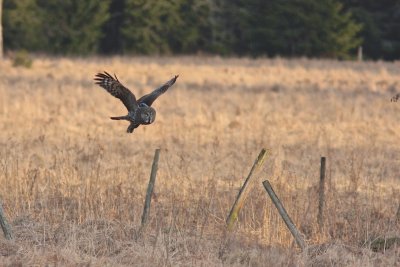 Great grey owl/Lappuggla.