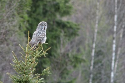 Great Grey Owl/Lappuggla