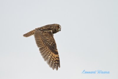 Long-eared Owl/Hornuggla/ migrating south.