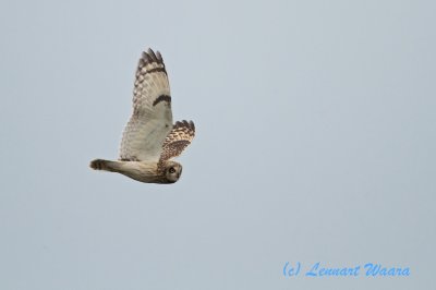 Jorduggla / Short-eared owl