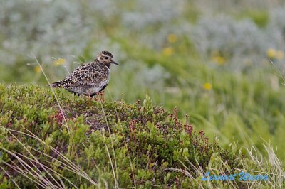 European Golden Plover/Ljungpipare.